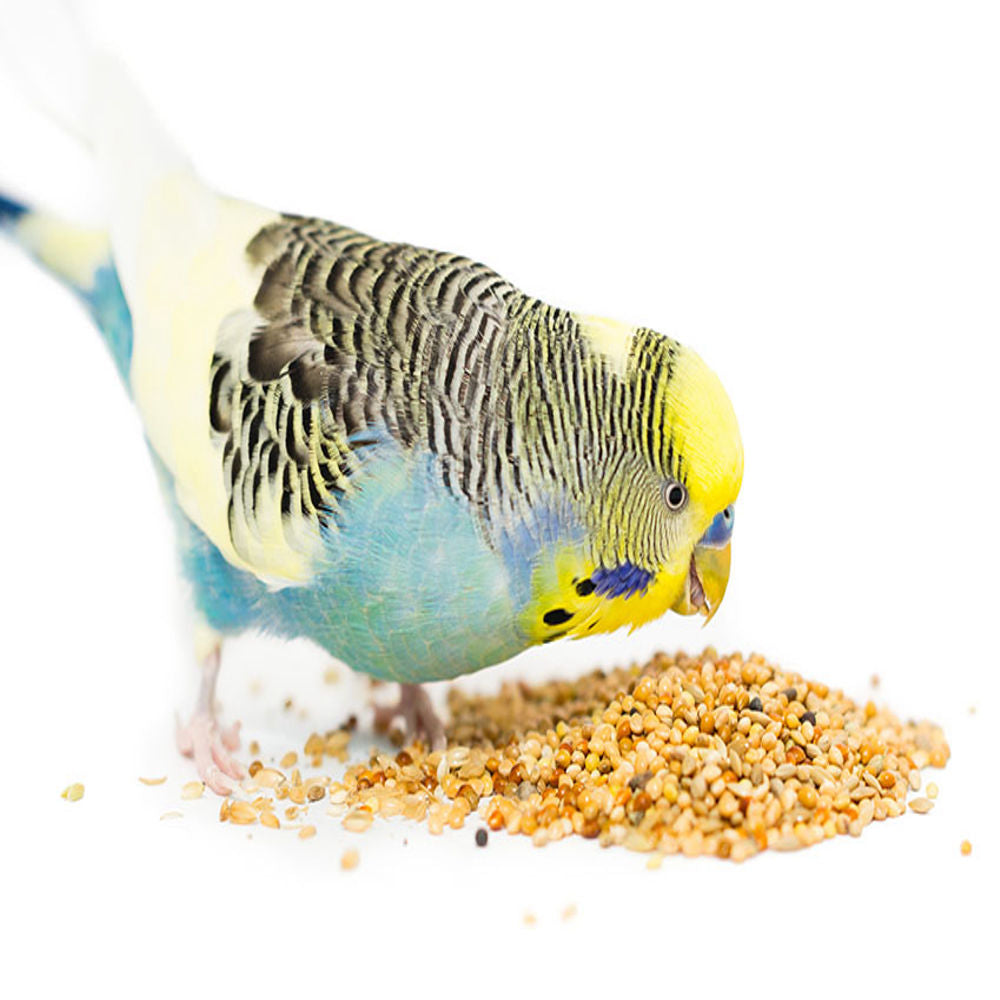 Bird Budgie Food