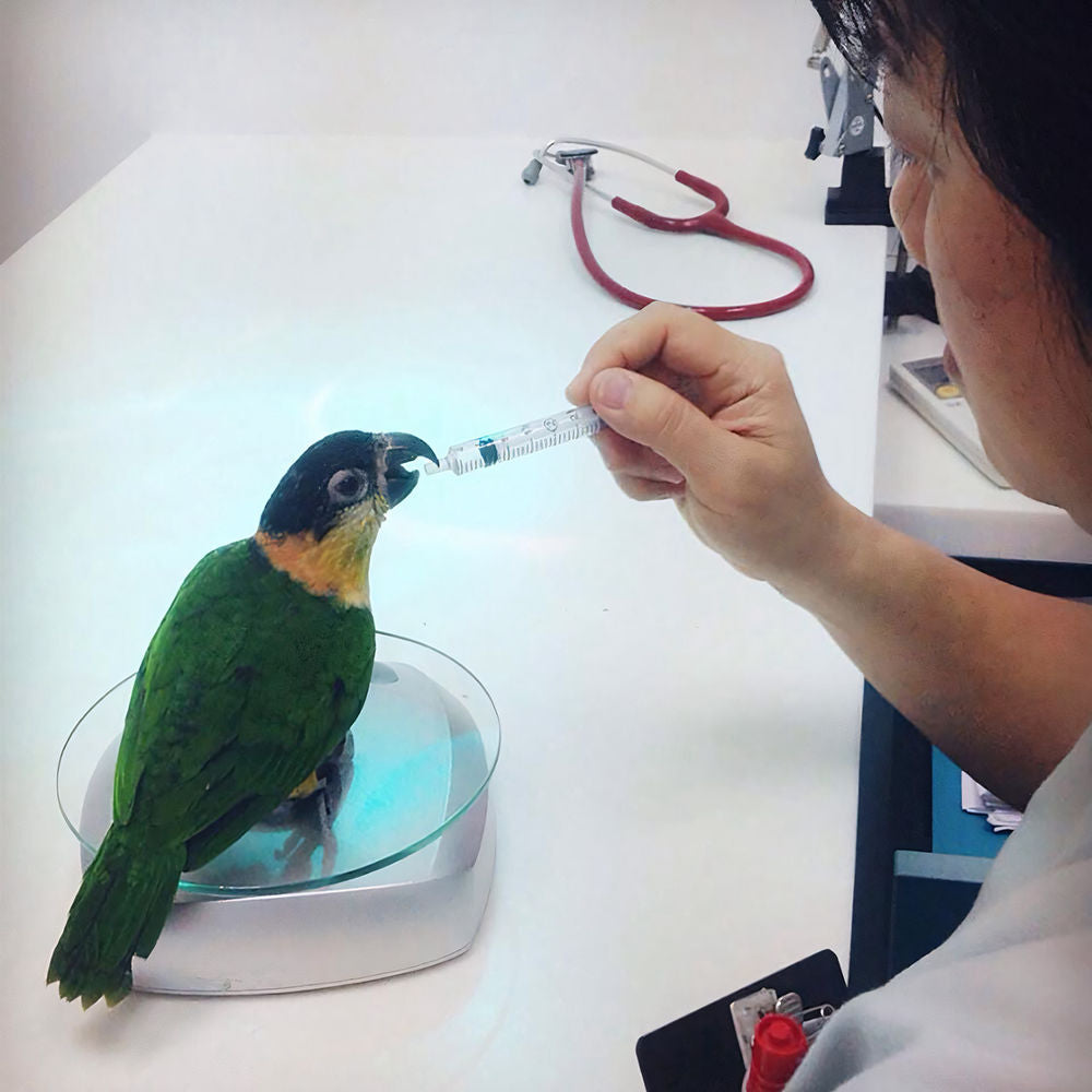 Bird General Treatments