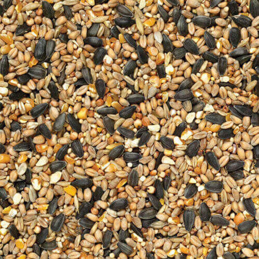 Bird Wild Bird Food
