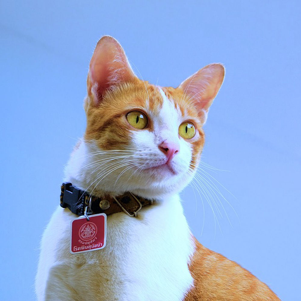 Cat Collars and Accessories