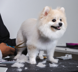 dog_grooming_and_cleanup