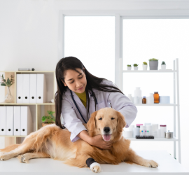 dog_Health_and_Pharmacy